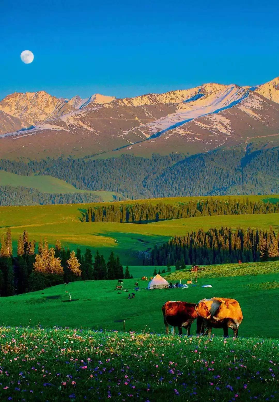 新疆之韵探秘,地域文化的独特魅力