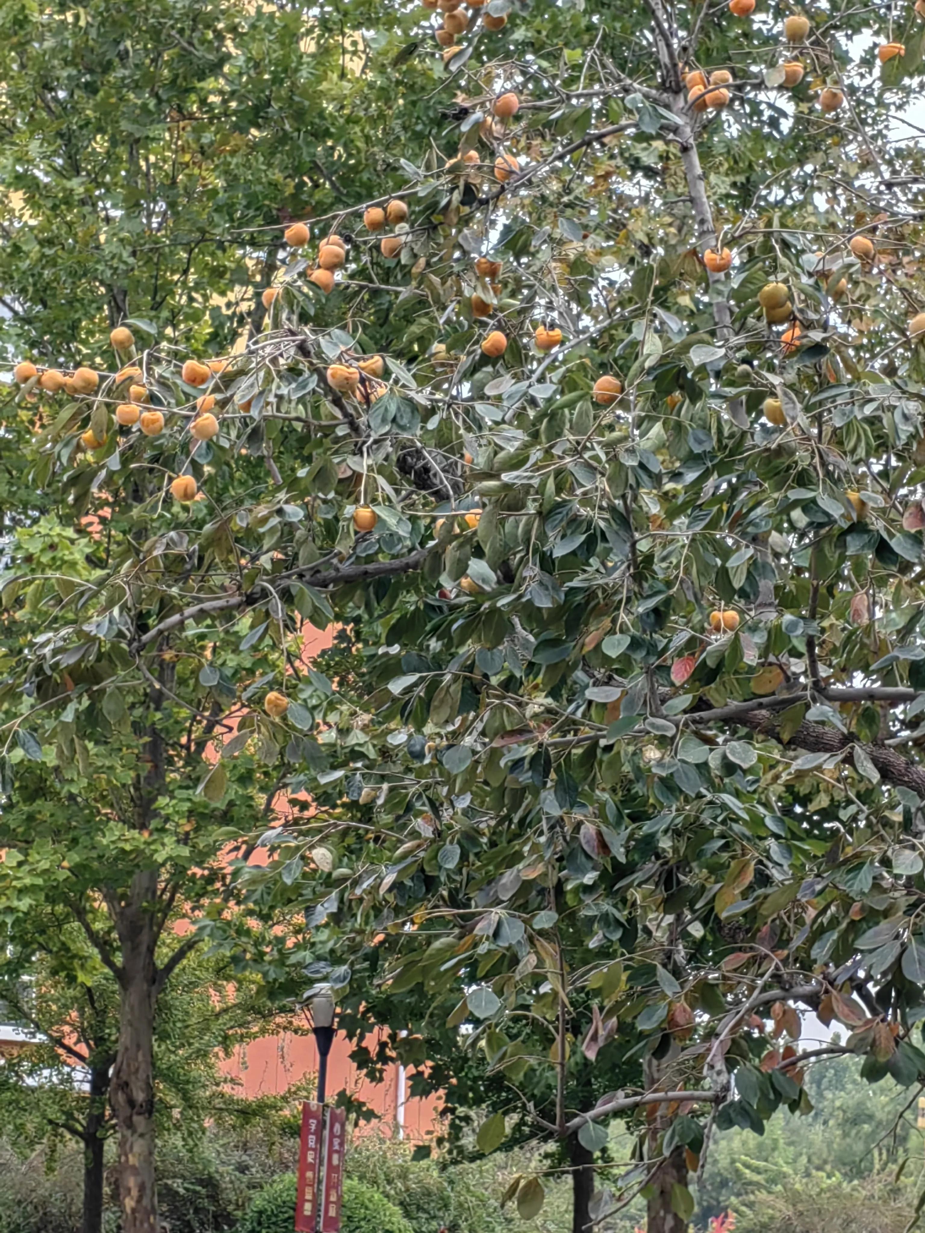 沧州历史文化之旅