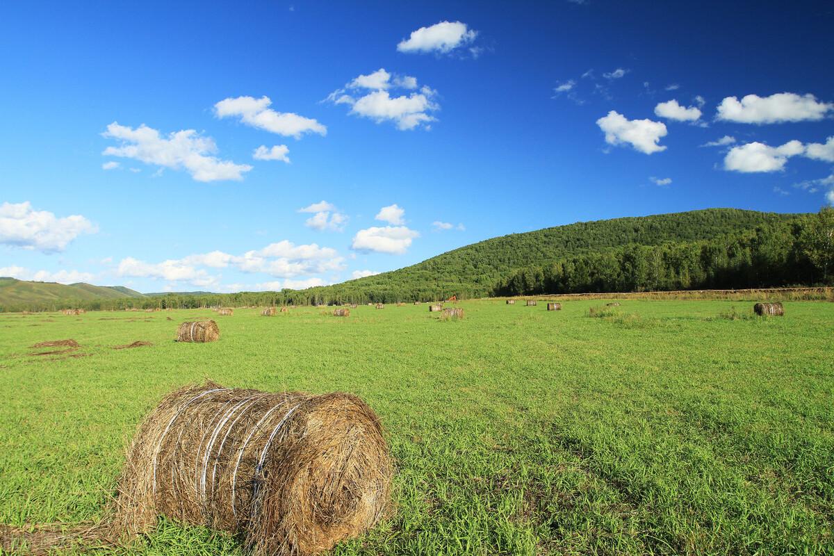 呼伦贝尔,草原之美与风情之旅